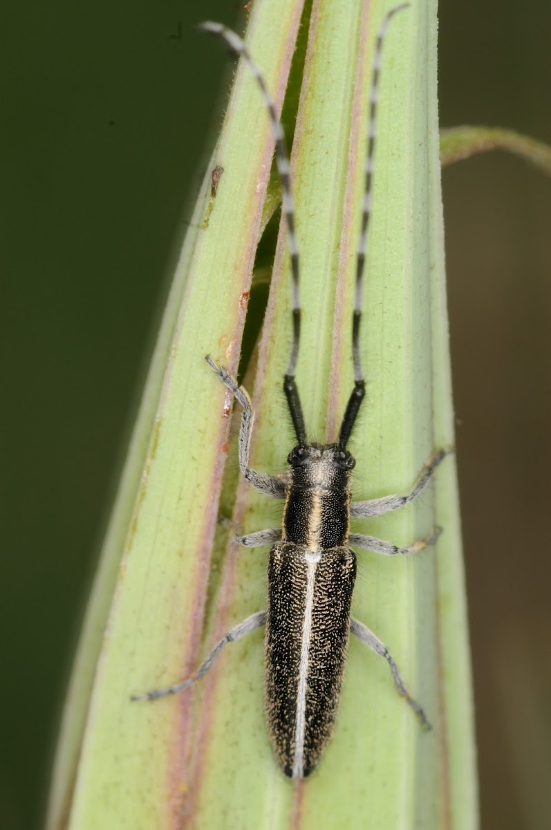 longhorn beetle