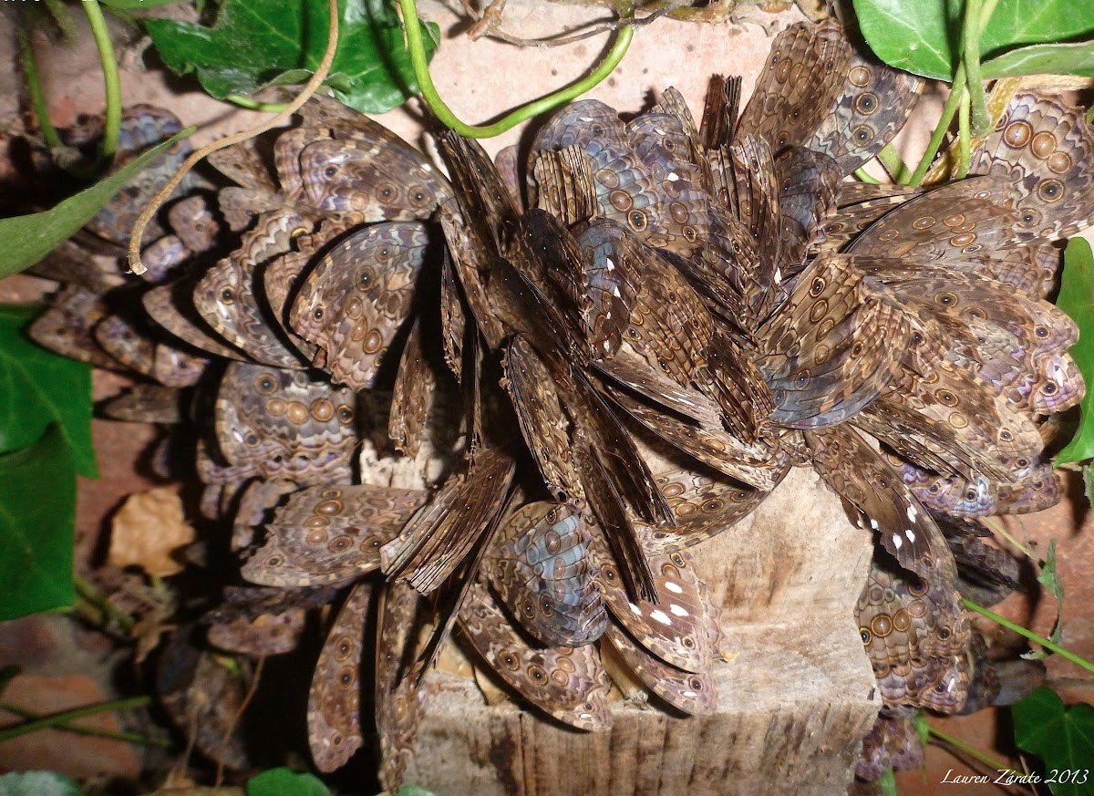 Cluster Behavior in the White-spotted Satyr Butterfly
