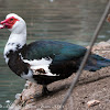 Muscovy Duck; Pato Real
