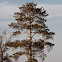 Red Pine (Norway Pine)
