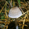 Psathyrella?