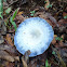 Lactarius indigo