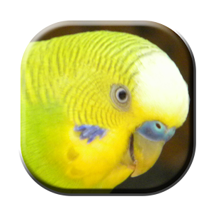 Animal Puzzle.apk 1.0.0