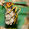 Wasp with Eggs in the Nest