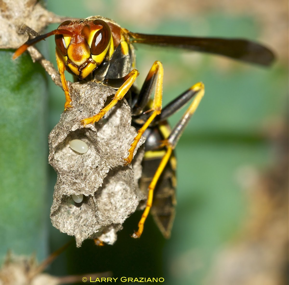 Wasp with Eggs in the Nest