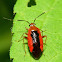 Red Plant Bug