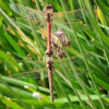 Variegated Meadowhawk Dragonflies Courting