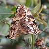 Juno Longwing butterflies mating