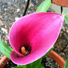 Pink Cala Lilly