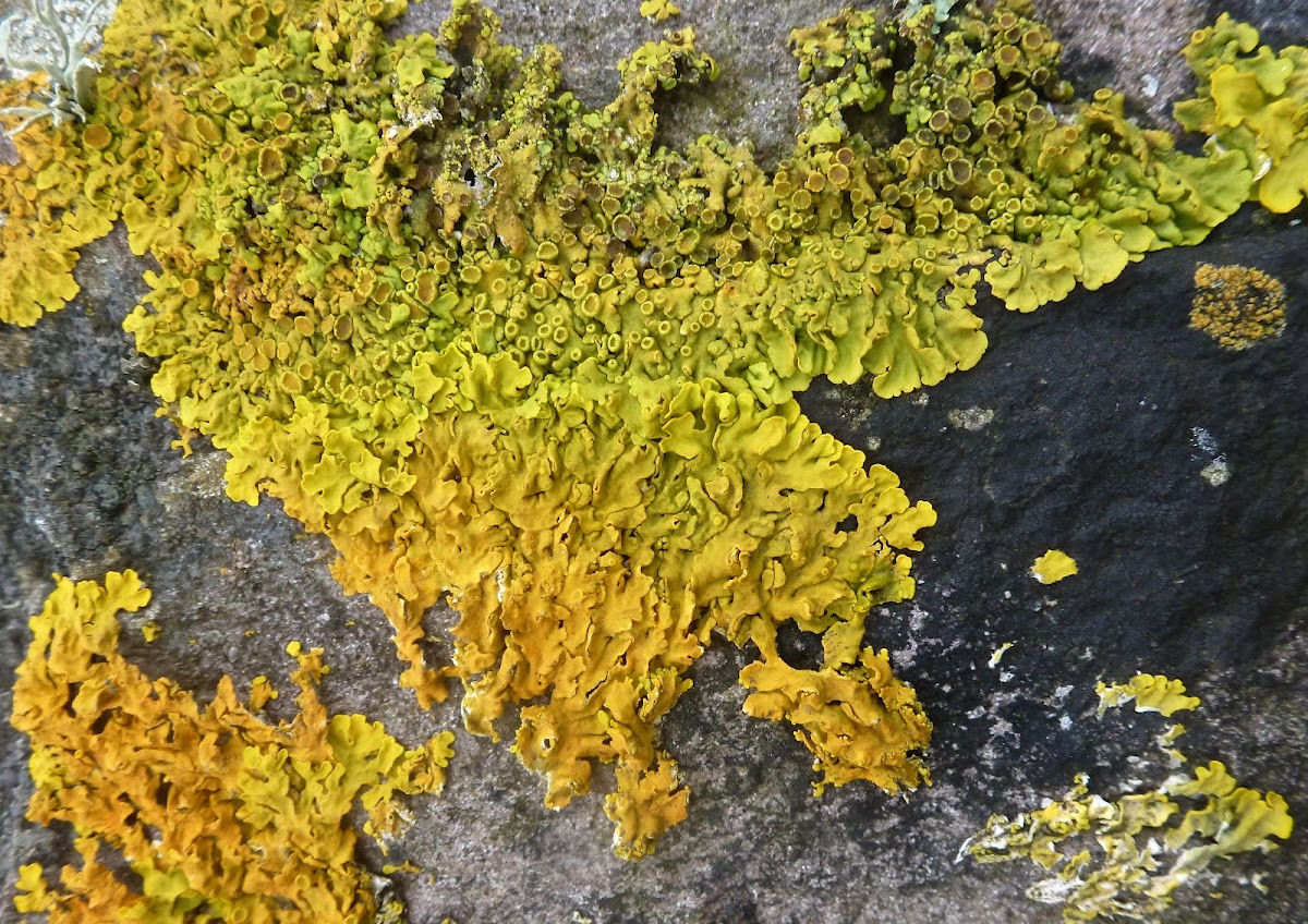Yellow, green and orange lichen