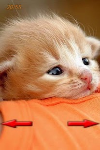 LOL Cats 2 Screenshots 5