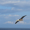 Waved Albatross aka Galapagos Albatross