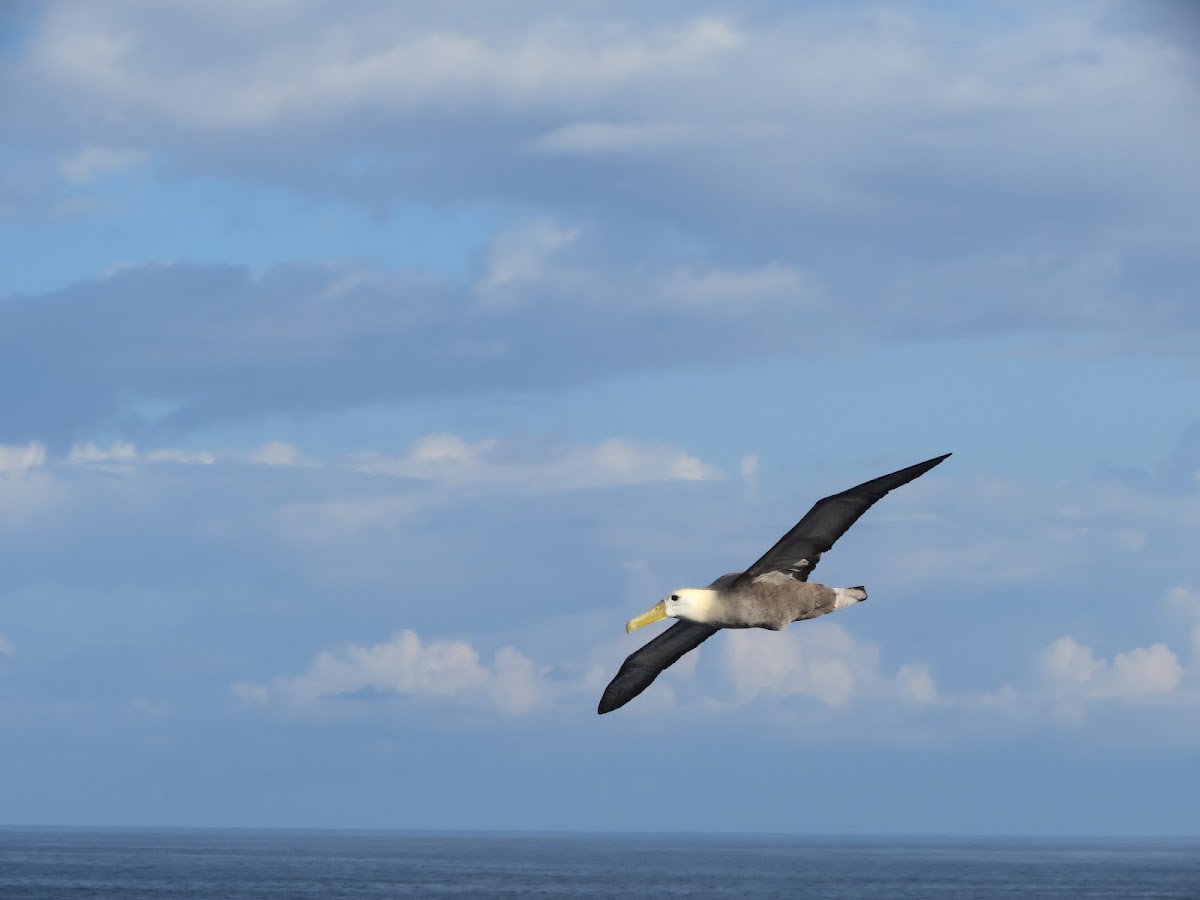 Waved Albatross aka Galapagos Albatross