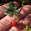 coastal strawberry, lahueñe