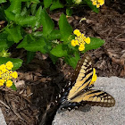 Eastern Tiger Swallowtail ♀