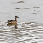 Northern shoveler (male - non-breeding plumage)