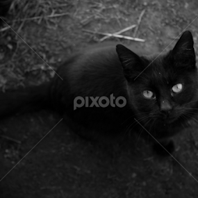 Staring cat by Madalin Stoean - Black & White Animals