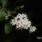 Uva-do-Japão (Oriental raisin tree)