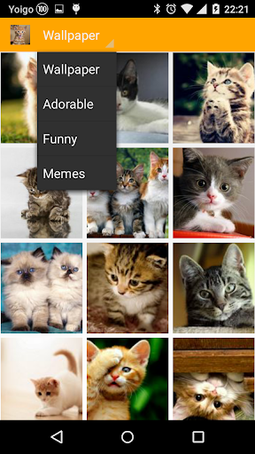 Vk My Cat Wallpaper memes