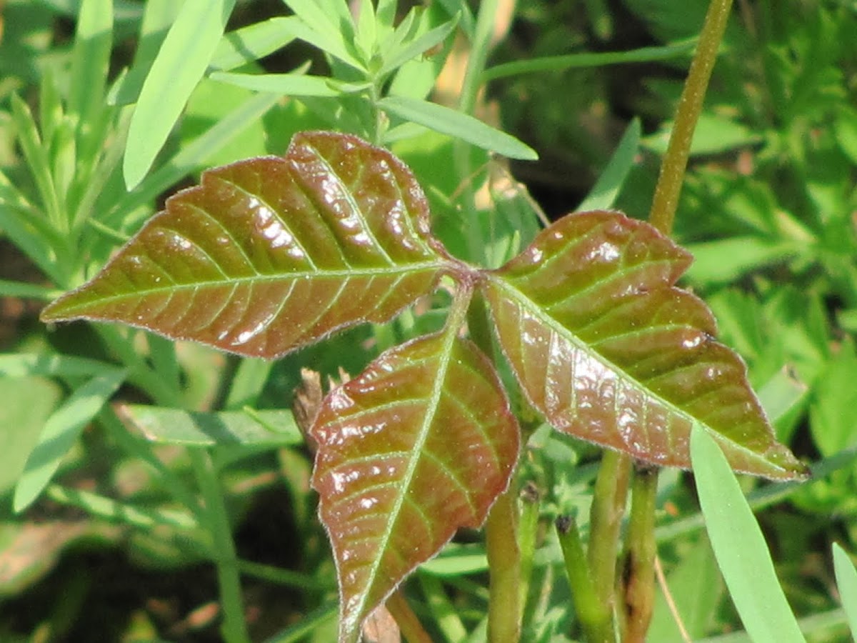 Poison Ivy