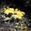 slime mold