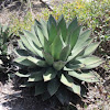 Shaw's Agave