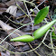 Strophanthus divaricatus 羊角藕