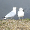 Ring billed gulls
