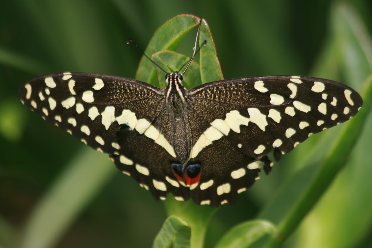 Citrus Swallowtail