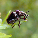 Weevil