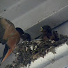 barn swallow nest