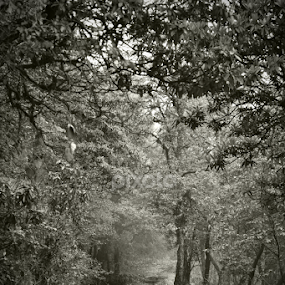 by Abhijit Mukhopadhyay - Black & White Landscapes