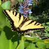  Eastern tiger swallow tail