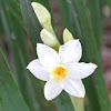 Jonquil, Tazetta daffodils