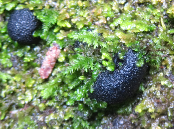 Hypoxylon Cankers on Dead Oak Tree Branch | Project Noah