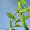 Red-jointed Stick bug