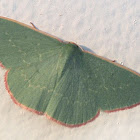Common gum emerald moth