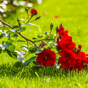 by Abdelmoumen Taoutaou - Flowers Flower Gardens