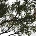 Sulpher-Crested Cockatoos