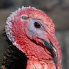 Domestic Turkey - ♂