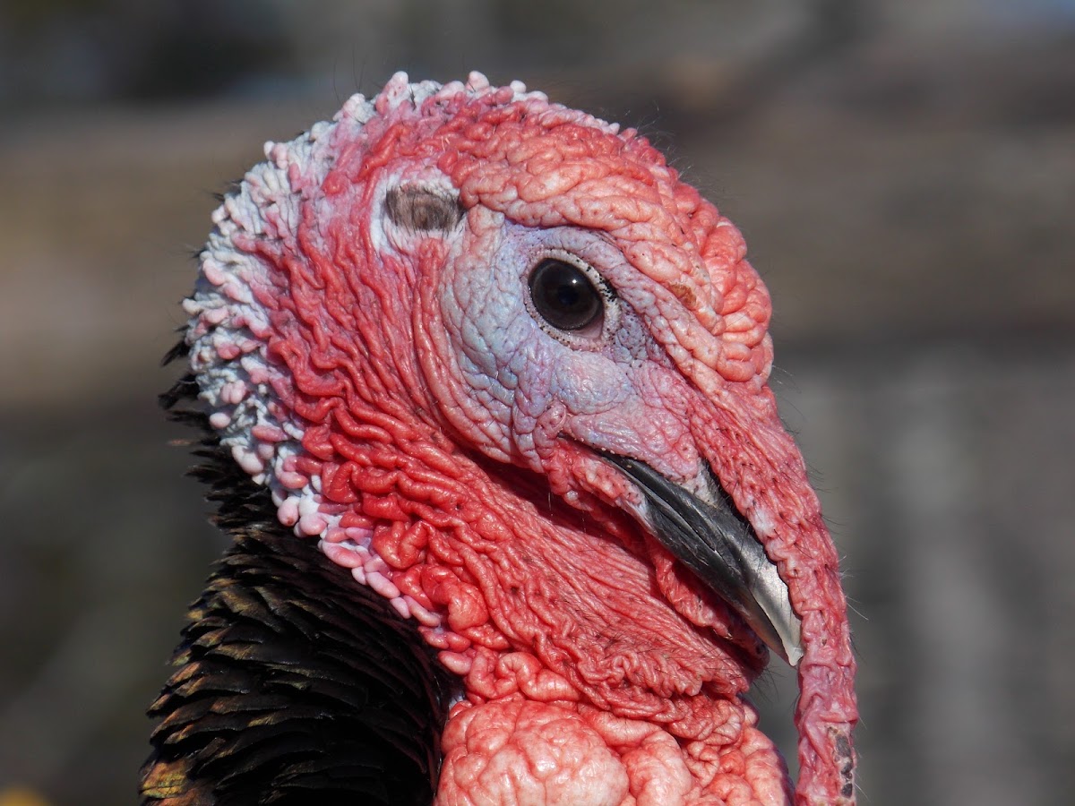 Domestic Turkey - ♂