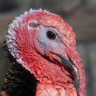 Domestic Turkey - ♂