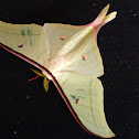 Indian Moon Moth