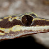 Occellated Velvet Gecko