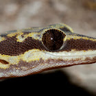 Occellated Velvet Gecko