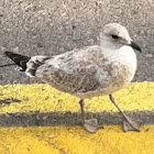 American Herring Gull