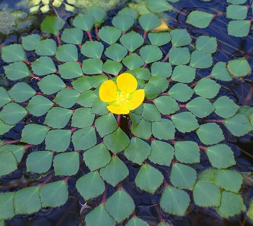 Mosaic Plant