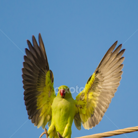 Landing by Ani Das - Animals Birds