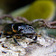 Passalid beetle