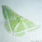 Showy Emerald Moth